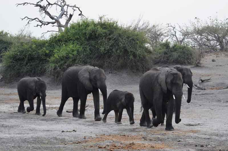 39 - Botswana - elefantes - parque nacional de Chobe